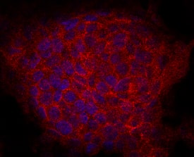 IGDCC3 antibody in HepG2 Human Cell Line by Immunocytochemistry (ICC).