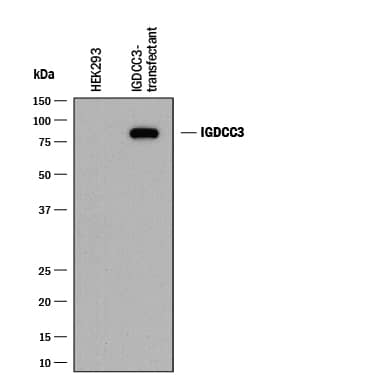 Detection of Human IGDCC3 antibody by Western Blot.