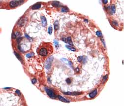 IGF-II/IGF2 antibody in Human Placenta by Immunohistochemistry (IHC-P).