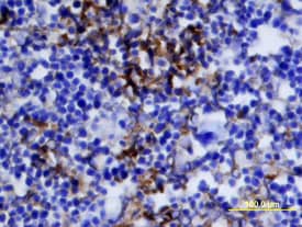 IGF-II/IGF2 antibody in Mouse Embryo by Immunohistochemistry (IHC-Fr).