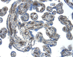 IGF-II R/IGF2R R antibody in Human Placenta by Immunohistochemistry (IHC-P).