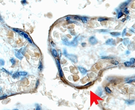 IGF-I R/IGF1R antibody in Human Placenta by Immunohistochemistry (IHC-P).