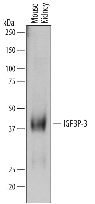 Detection of Mouse IGFBP-3 antibody by Western Blot.