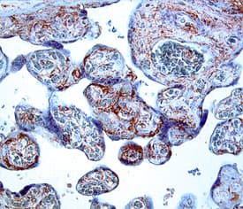 IGFBP-3 antibody in Human Placenta by Immunohistochemistry (IHC-P).