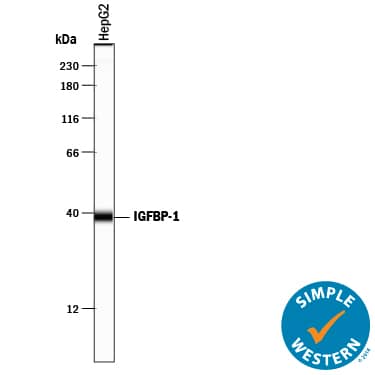 Detection of Human IGFBP-1 antibody by Simple WesternTM.