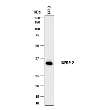 Detection of Human IGFBP-2 antibody by Western Blot.