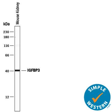 Detection of Mouse IGFBP-3 antibody by Simple WesternTM.