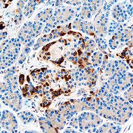 IGFBP-rp1/IGFBP-7 antibody in Human Pancreas by Immunohistochemistry (IHC-P).