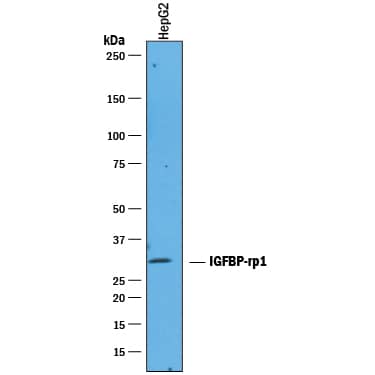 Detection of Human IGFBP-rp1/IGFBP-7 antibody by Western Blot.