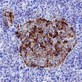 IGFBP-rp1/IGFBP-7 antibody in Human Pancreas by Immunohistochemistry (IHC-P).