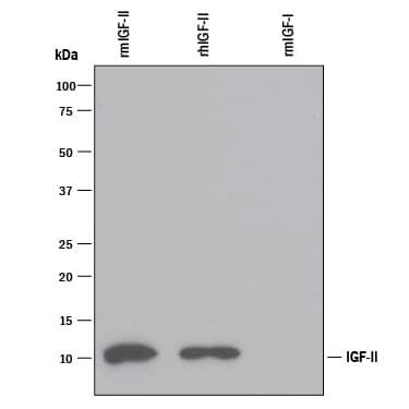 Detection of Recombinant Human and Mouse IGF-II/IGF2 antibody by Western Blot.