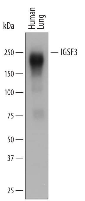 Detection of Human IGSF3 antibody by Western Blot.