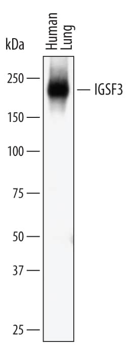 Detection of Human IGSF3 antibody by Western Blot.