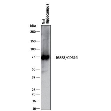 Detection of Rat IGSF8/CD316 antibody by Western Blot.