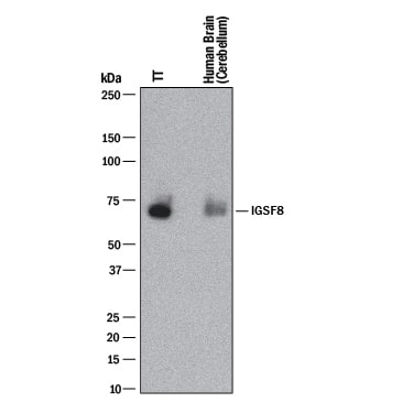 Detection of Human IGSF8/CD316 antibody by Western Blot.