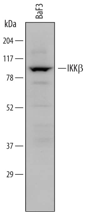 Detection of Mouse IKK beta antibody by Western Blot.