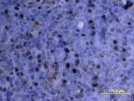 IL-10 antibody in Human Tonsil by Immunohistochemistry (IHC-P).