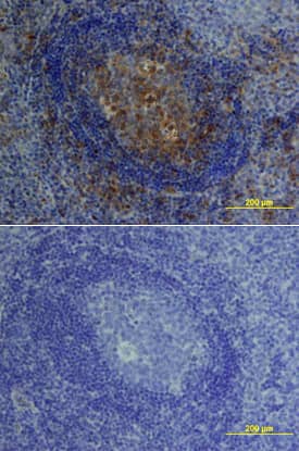 IL-10 antibody in Human Tonsil by Immunohistochemistry (IHC-P).
