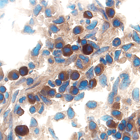 IL-15 antibody in Mouse Intestine by Immunohistochemistry (IHC-Fr).