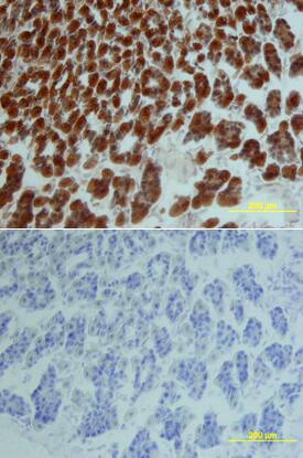 IL-15 antibody in Mouse Intestine by Immunohistochemistry (IHC-Fr).