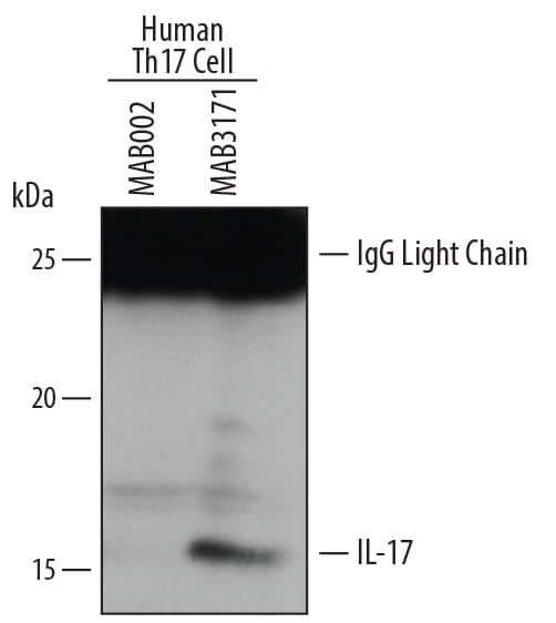 Immunoprecipitation of Human IL-17.
