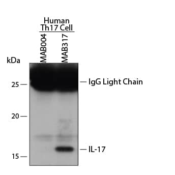 Immunoprecipitation of Human IL‑17.