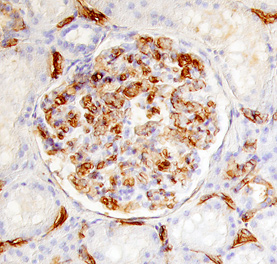 IL-17 RD/SEF antibody in Human Kidney by Immunohistochemistry (IHC-P).