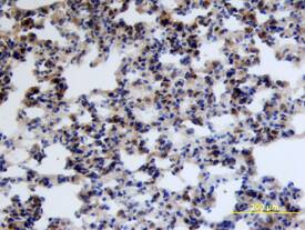 IL-17 RD/SEF antibody in Mouse Lung by Immunohistochemistry (IHC-Fr).