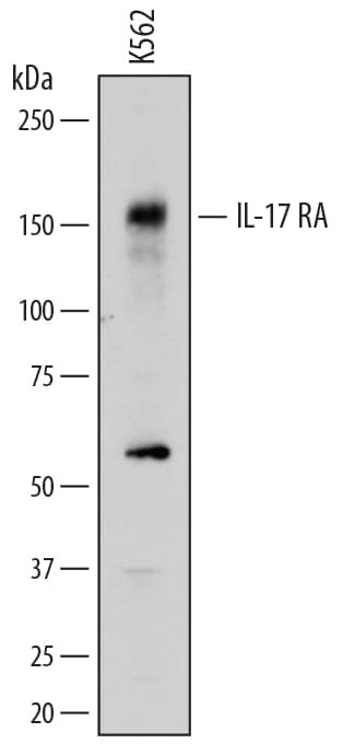 Detection of Human IL-17 RA/IL-17 R antibody by Western Blot.