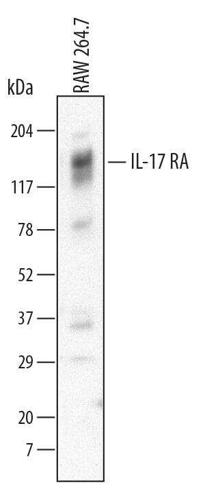 Detection of Mouse IL-17 RA/IL-17 R antibody by Western Blot.