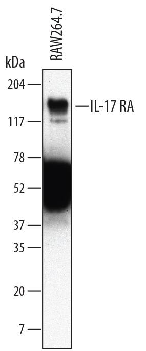 Detection of Mouse IL-17 RA/IL-17 R antibody by Western Blot.