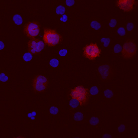 IL-1 beta/IL-1F2 antibody in Human PBMCs by Immunocytochemistry (ICC).