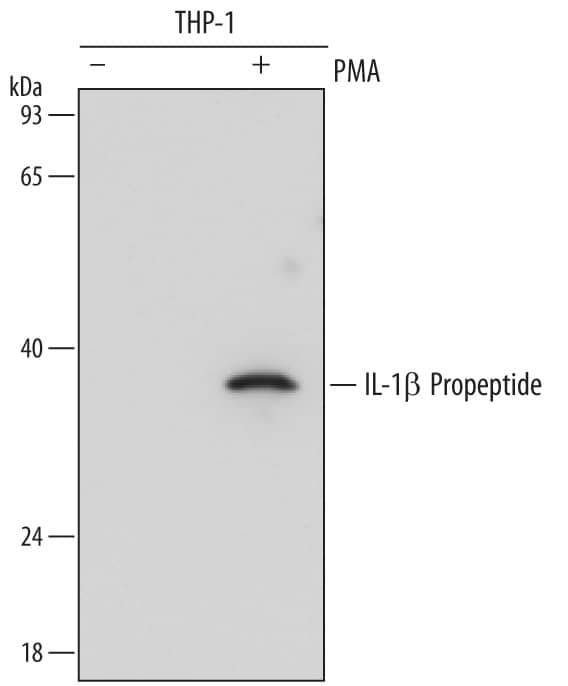 Detection of Human IL-1 beta/IL-1F2 Propeptide antibody by Western Blot.