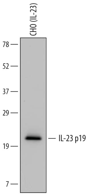 Detection of human IL-23 p19 antibody by Western Blot.