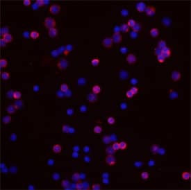 IL-24 antibody in Mouse Splenocytes by Immunocytochemistry (ICC).