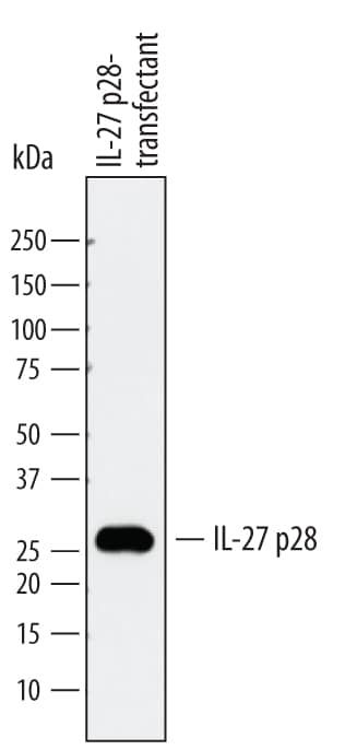 Detection of Mouse IL-27 p28/IL-30 antibody by Western Blot.