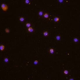 IL-32a antibody in Human PBMCs by Immunocytochemistry (ICC).