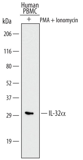 Detection of Human IL-32a antibody by Western Blot.