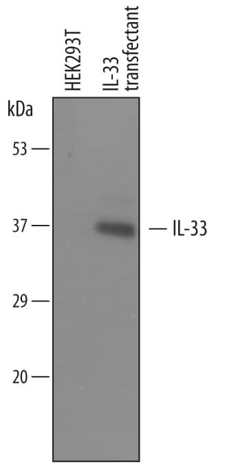 Detection of Mouse IL-33 antibody by Western Blot.