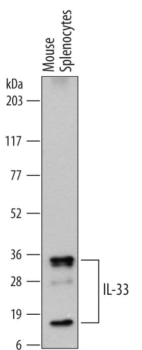 Detection of Mouse IL-33 antibody by Western Blot.