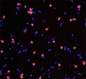 IL-4 antibody in Porcine PBMCs by Immunocytochemistry (ICC).