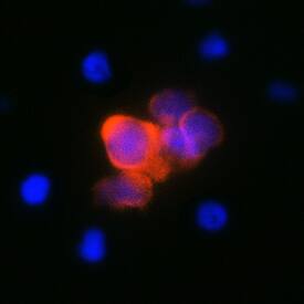IL-4 antibody in Bovine PBMCs by Immunocytochemistry (ICC).