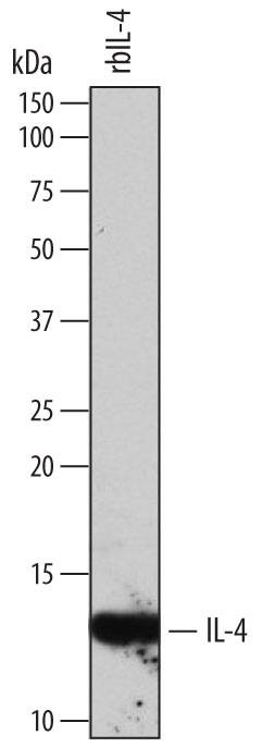 Detection of Bovine IL-4 antibody by Western Blot.