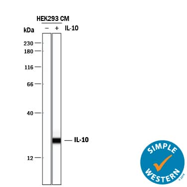Detection of Human IL-10 antibody by Simple WesternTM.