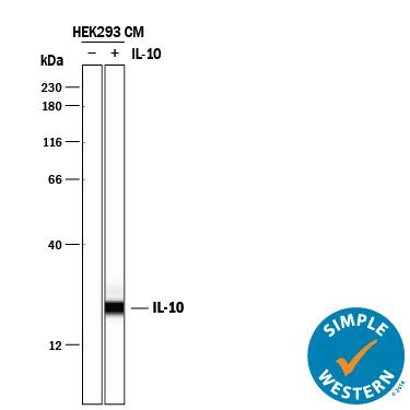 Detection of Human IL-10 antibody by Simple WesternTM.