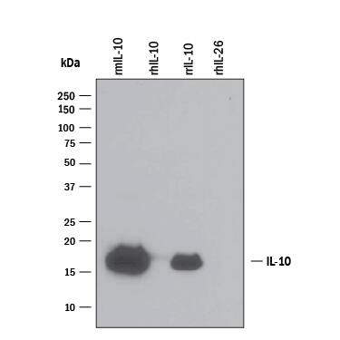 Detection of Recombinant Mouse IL-10 antibody by Western Blot.