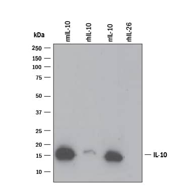 Detection of Recombinant Mouse and Rat IL-10 antibody by Western Blot.