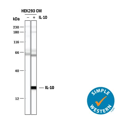 Detection of Human IL-10 antibody by Simple WesternTM.