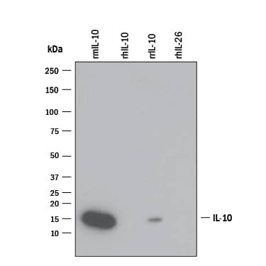 Detection of Recombinant Mouse IL-10 antibody by Western Blot.