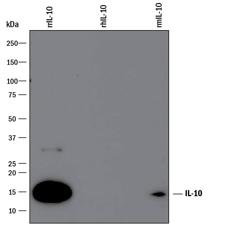 Detection of Recombinant Mouse and Rat IL-10 antibody by Western Blot.